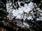 万博夜桜 2010.bmp