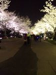 夜桜 万博 2010 圧縮版.jpg