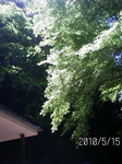 箕面山@.bmp