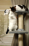 catpanchi.jpg