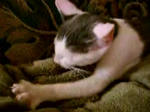 towel_cat01.jpg